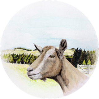 goat watercolour